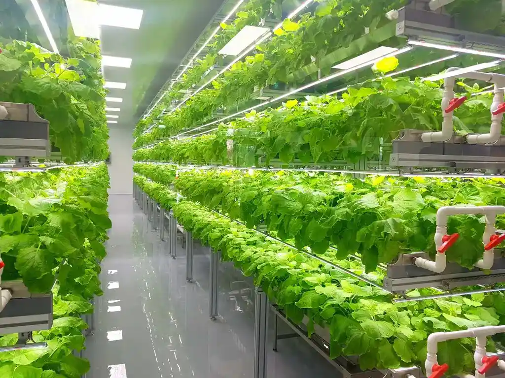 Vertical Farming ( Food Tech Trend)