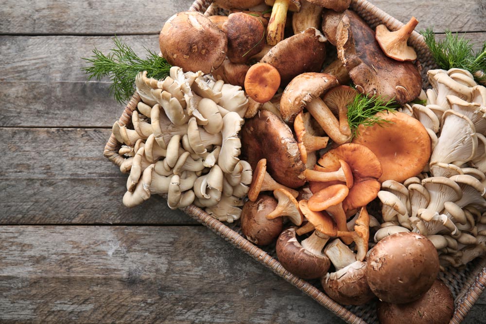 Fungi Based Proteins