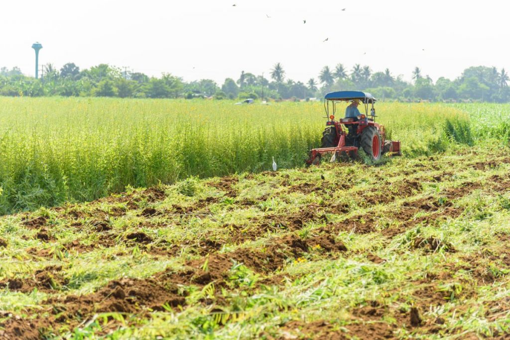 Green Manure