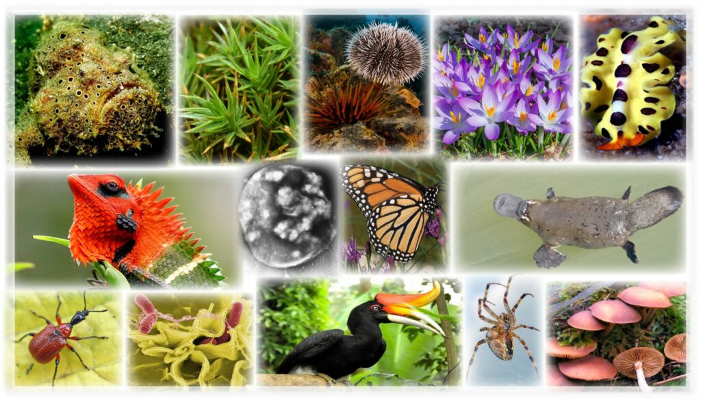 Biodiversity