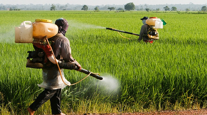 crop rotation