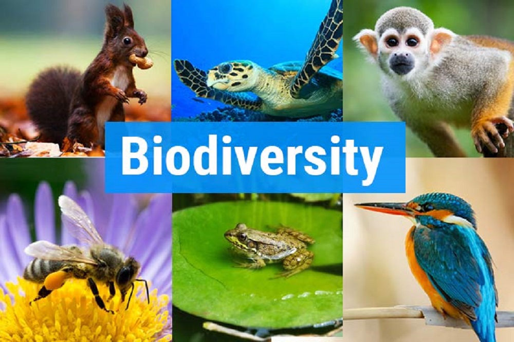 BIODIVERSITY IN RAINFORESTS