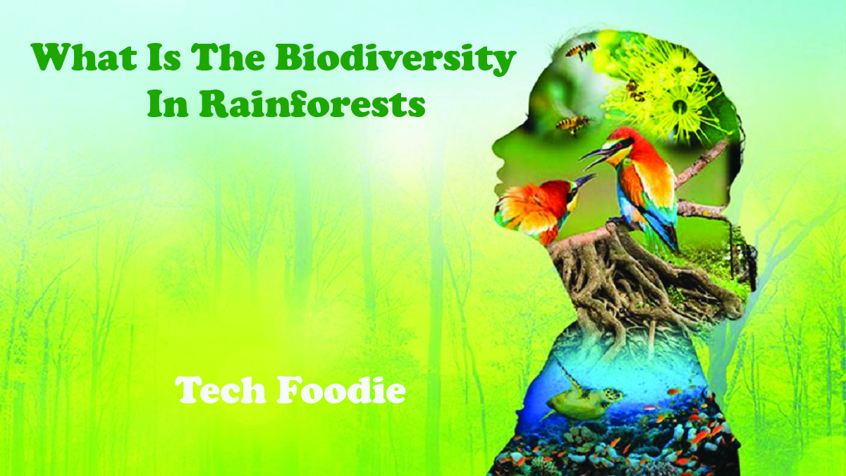 What Is The Biodiversity In Rainforests – Tropical Rainforests