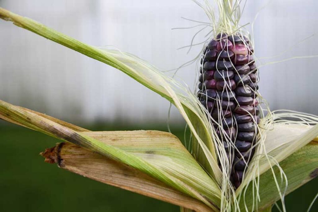 Purple corn