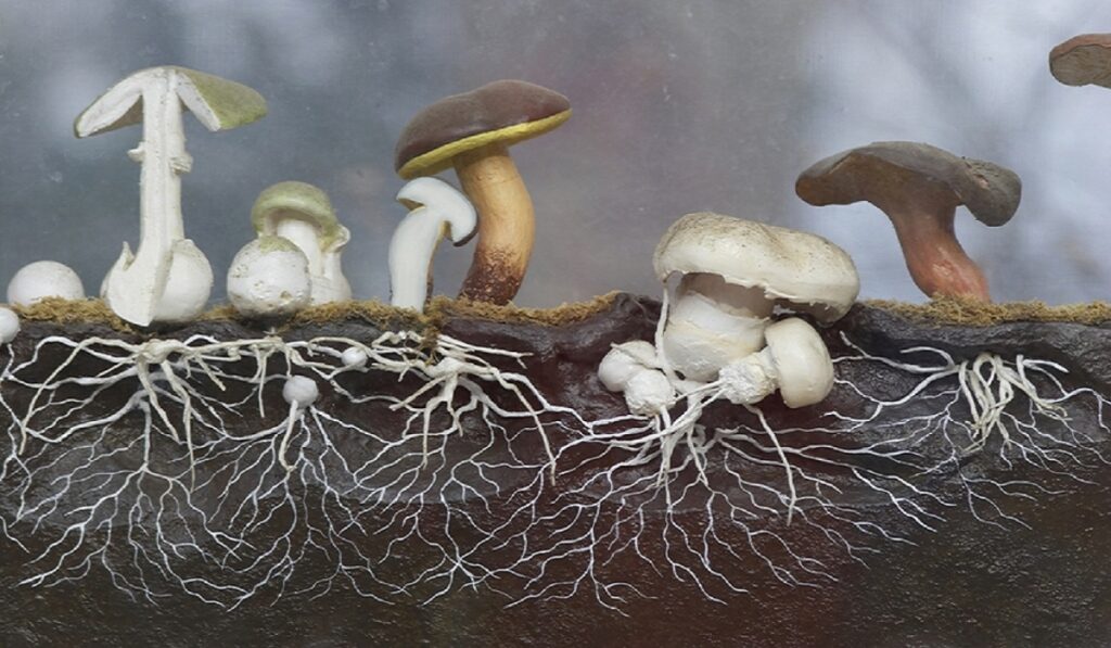 What is mycelium