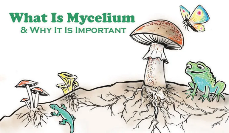 What Is Mycelium And Why It Is Important – Tech Foodie