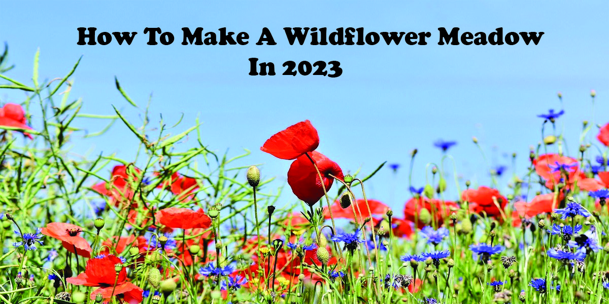 How To Make A Wildflower Meadow In 2023 – Tech Foodie