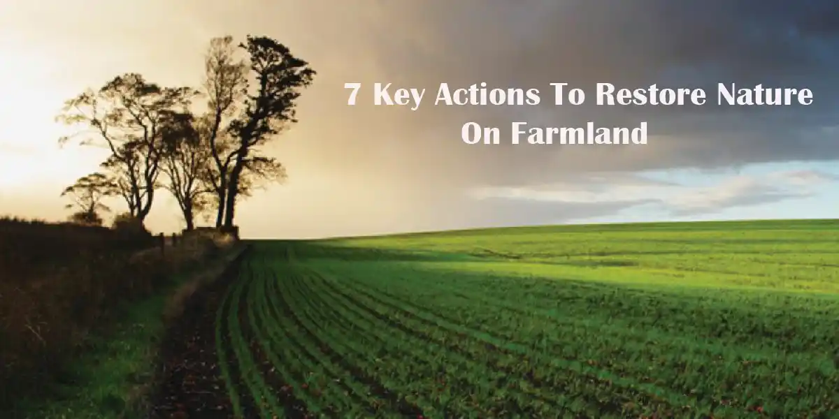 7 Key Actions To Restore Nature On Farmland | Nature Restoration
