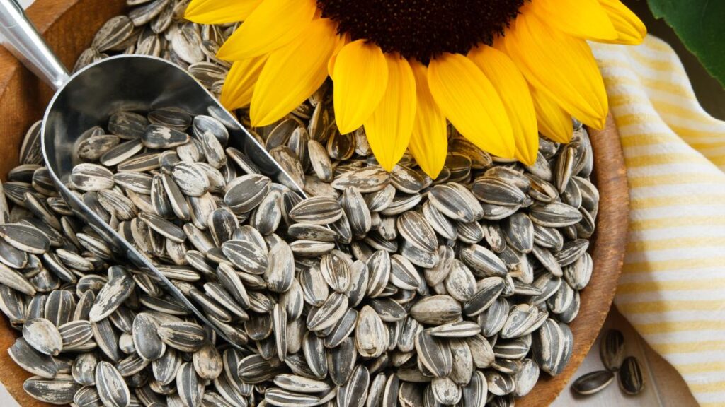 WHERE DO SUNFLOWER SEEDS COME FROM