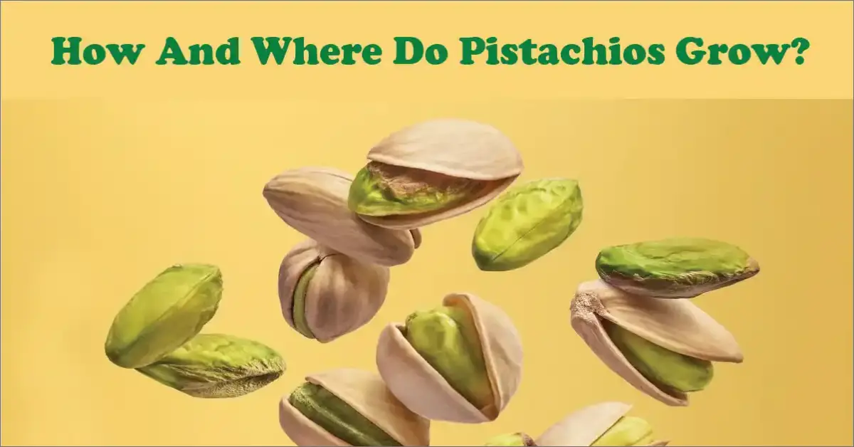 How And Where Do Pistachios Grow? Pistachios Harvest