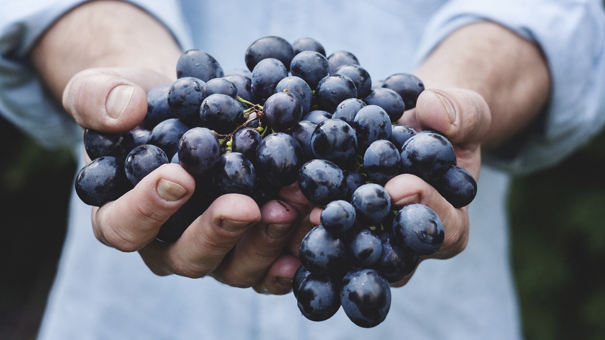 Can You Eat The Seeds In Grapes