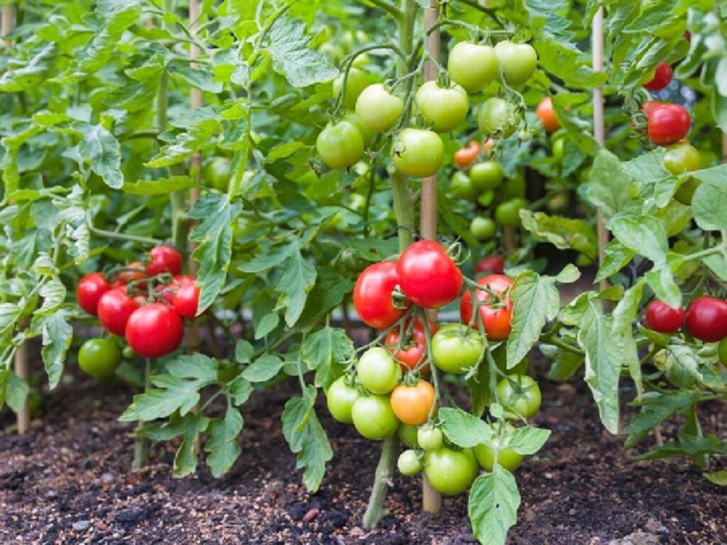 HOW AND WHEN TO SOW TOMATO SEEDS