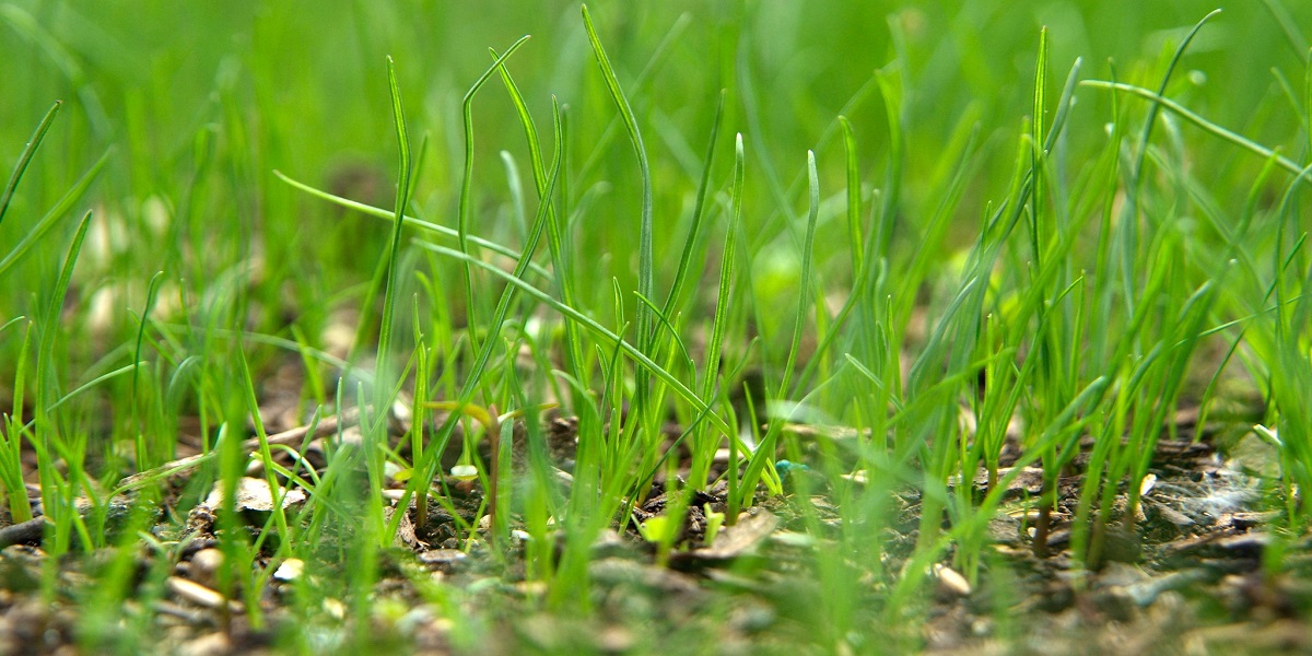 How long does grass seed take to grow