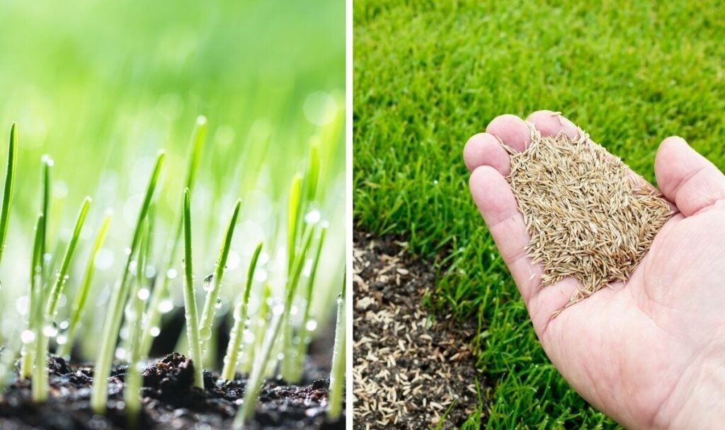 How long does grass seed take to grow