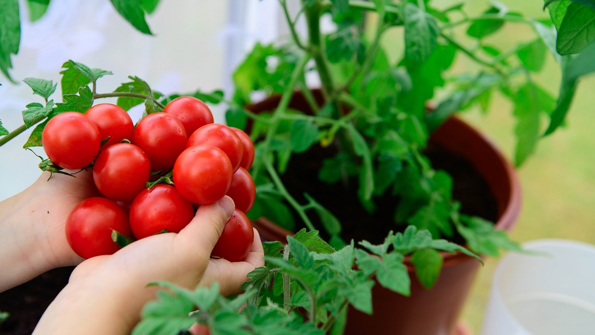 HOW AND WHEN TO SOW TOMATO SEEDS