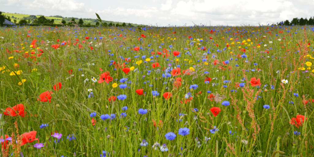 WHEN TO SOW WILDFLOWER SEEDS