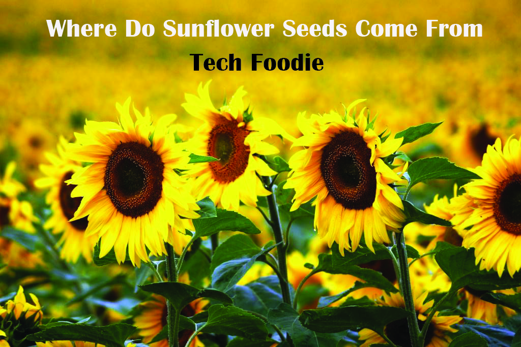 WHERE DO SUNFLOWER SEEDS COME FROM