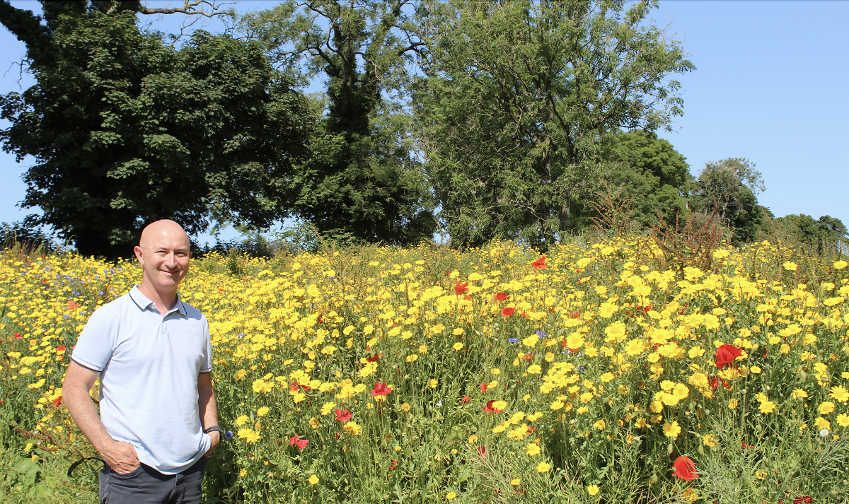 How And When To Sow Wildflower Seeds?