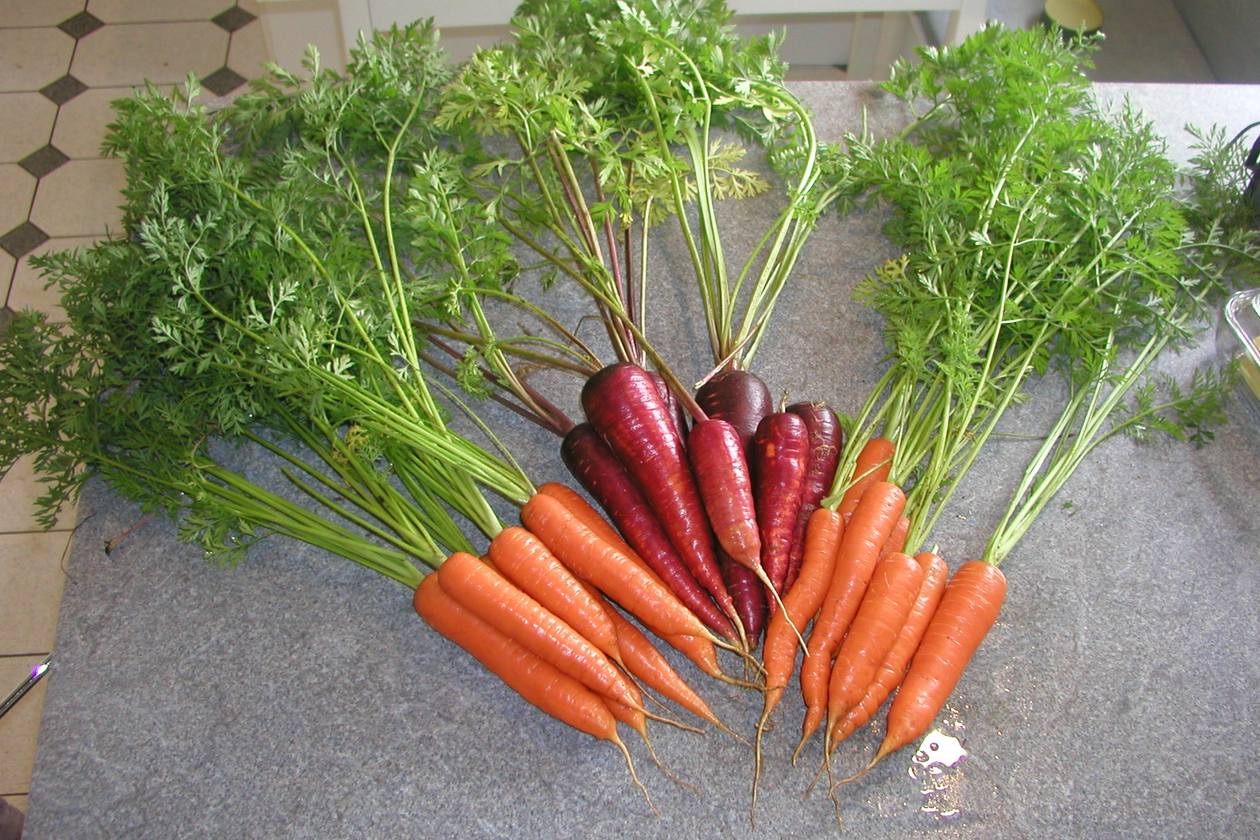 Where Does A Carrot Seed Come From | Tech Foodie