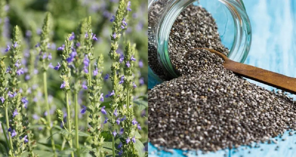 WHITE VS BLACK CHIA SEEDS