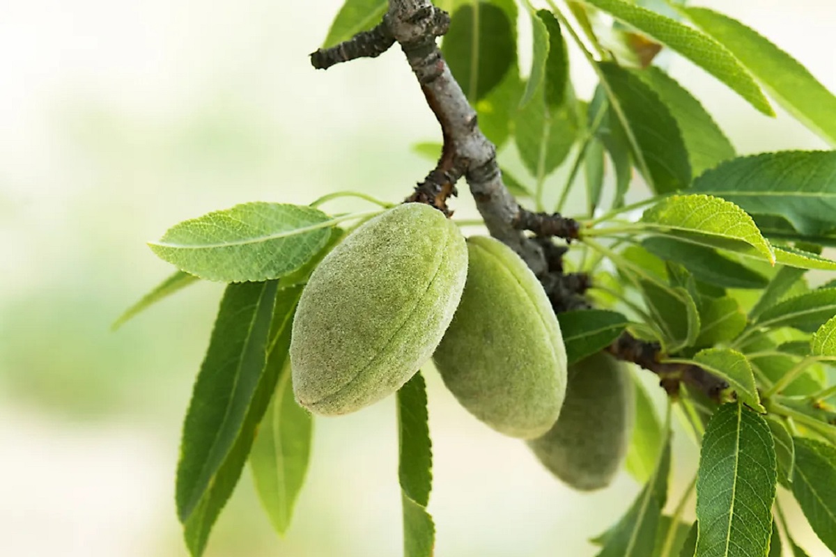 Where Do Almonds Come From? Complete History Of Almond