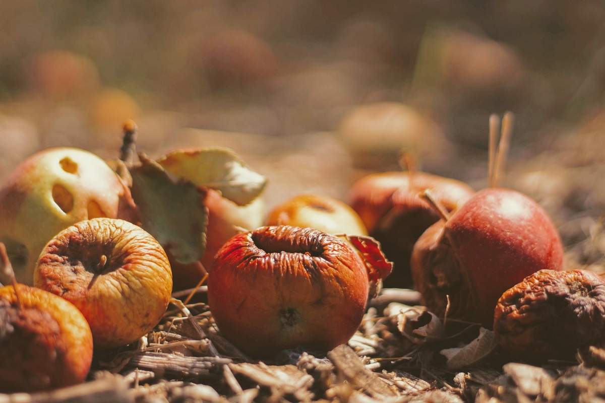 Food Waste in Restaurants